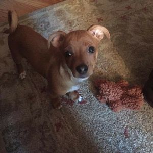 Meet your Posher, Pippi